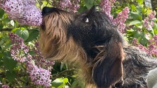 A sweet dachshund's funny experience with lilac 😀 #TeddyTheDachshund