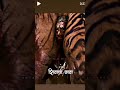 Chhatrapati Sambhaji Maharaj Fight With Tiger ️
