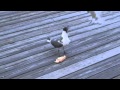 Seagulls Fight Over A Slice Of Pizza On The Boardwalk At Ocean City NJ