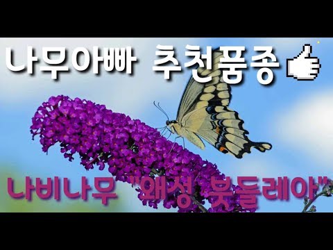 , title : '나비가 날아드는 나비나무 - 왜성 붓들레아 /Daelim Nursery (Buddleja davidii free petite)'