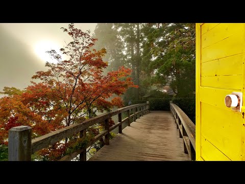 【4K Stroll】Kinrin Lake - Yufuin - Japan / The Pond With Amazing Morning Mist in Autumn