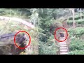 Watch: Bear Climbs Out Of A Well Using Ladder - Sakshi Post