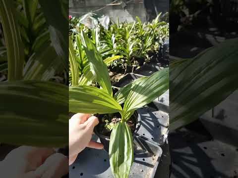ZAP 11940050033 pedido de Luciana de Goiás @Mais Orquídeas #plantas #orquideas #flores #jardim