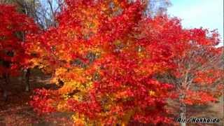 preview picture of video '空から見る　紅葉(木枯らしバージョン) Aerial   autumnal leaves in the winter wind'