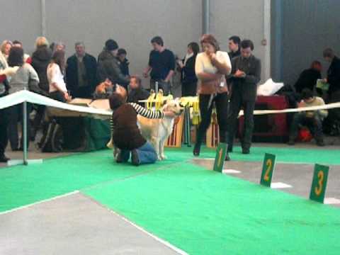 30.01.2011 года,"Кубок Аканы",голден ретривер - 4