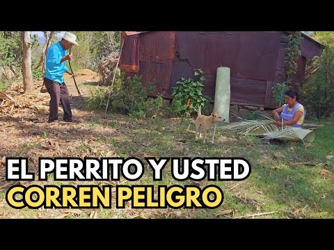 "Usted y su perrito corren un riesgo en el bosque"|Tía Alicia