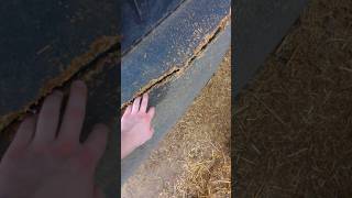 How Are The Animals Doing After Two Days Of Rain? #barn