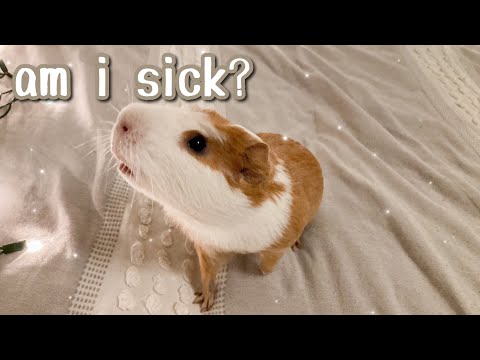 Top 7 Guinea Pig Illnesses You Shouldn’t Ignore