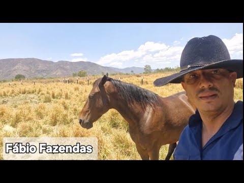 Fazenda com 90 hectares sendo 69 hectares plana Vila Boa / flores de Goiás  aceita carro 900 mil