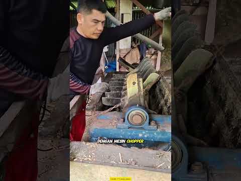 Pakai Limbah! Biaya Pakan 0?