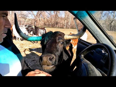 Dando de Comer a Los Toros Bravos de BellaLucia y CaraBlanca 2022
