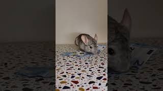 When people ask where all our money goes 💰 🤑  #money #chinchilla #shorts #pets