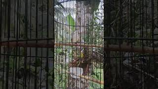 Download lagu CIGUN NGALAS SUARA ALAM mp3 Download lagu CIGUN NGALAS SUARA ALAM mp3