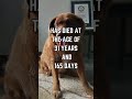 🐾 Meet Bobi: The World's Oldest Dog! 🌟