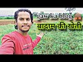 Gaw Ka Blog बादाम का खेती ️ Vlog Video Vlogger Villagelife Villagevlog Viral
