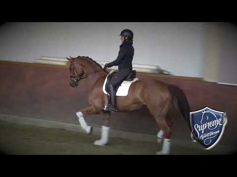 'FOXY LADY' 2018 Mare by Feinrich