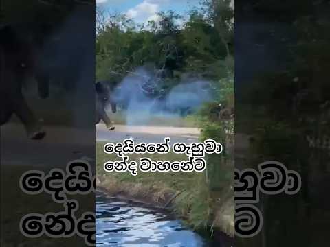 අම්මෝ 🙃 #elephant #elephantattack