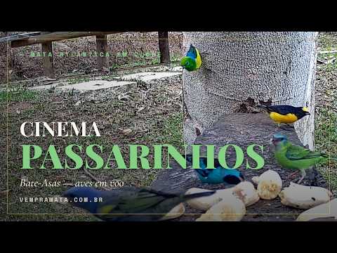Pássaro no comedouro em close — Cinema Bate-Asas, Mata Atlântica, Santa Teresa ES