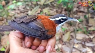 Download lagu 🔴Cara pikat burung CUCAK KOPI menggunakan suara pikat cucak kopi mp3 Download lagu 🔴Cara pikat burung CUCAK KOPI menggunakan suara pikat cucak kopi mp3