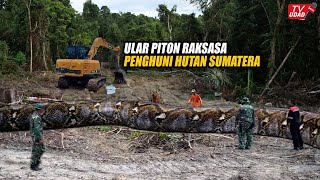 Download lagu Heboh!! Para Pekerja Kaget Temukan Ular Piton Raksasa Saat Buka Lahan Baru di Tengah Hutan Sumatera mp3