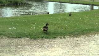 preview picture of video 'Ducks in Nykøbing Falster, Denmark, June 2012'