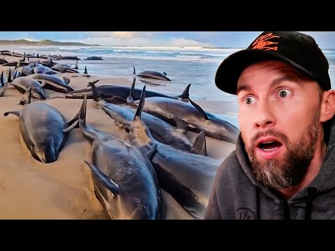 150 KLEINE SCHWERTWALE in TASMANIEN GESTRANDET! So rettet man gestrandete Wale | Robert Marc Lehmann