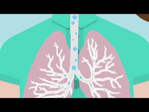 Lern-Videoclip 2: Wir atmen. Weisst du, was sich dabei im Körper abspielt?