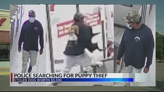 Thief escapes with puppy worth $5K from Memphis pet store