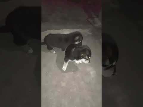 short# video# Dog Masti# subscribe my channel #Sukhjeet kour jaimata