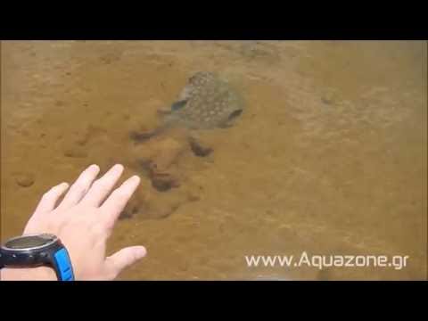 Potamotrygon Orbignyi at Rio Xingu , Pimental