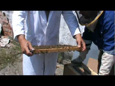 2. Apicultura Video - Matca din roinita ajunge in 2 pasi la comanda Bio Stupului 2/2