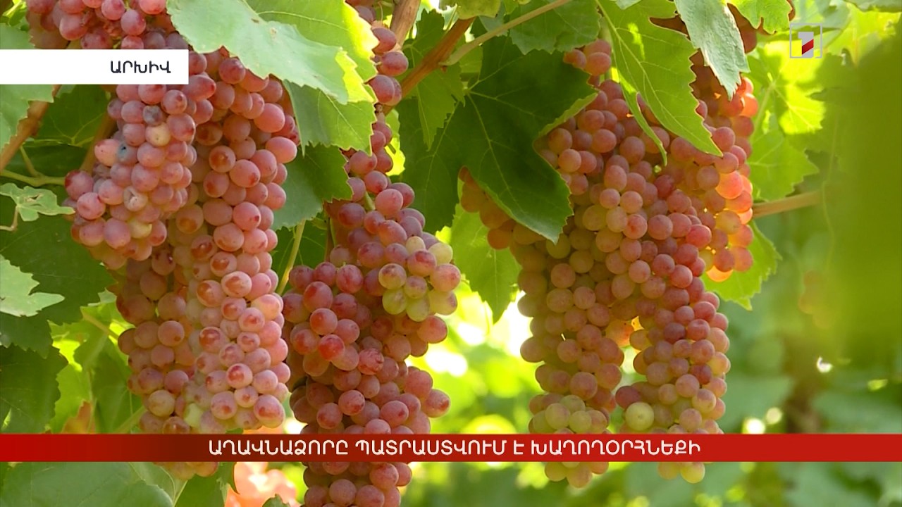Աղավնաձորը պատրաստվում է Խաղողօրհնեքի