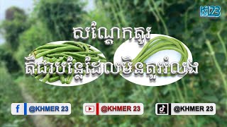 សណ្ដែកគូរ គឺជាបន្លែដែលមិនគួររំលង
