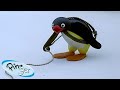 The Mountaineer Pingu Official Channel Cartoons For Kids