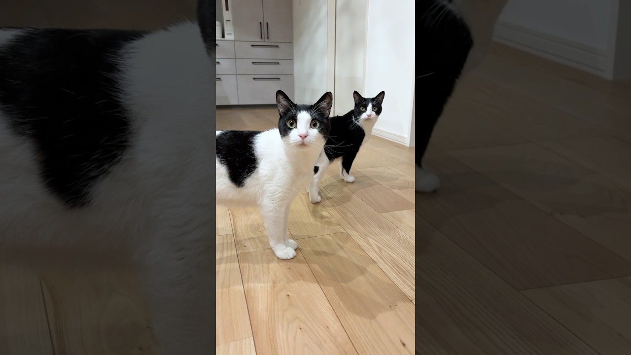 猫たちごはんだよ #猫 #cat #かわいい