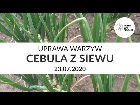 Uprawa warzyw - CEBULA z siewu wiosennego - 23.07.2020