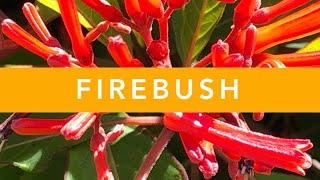 FIREBUSH | Florida Native Plants