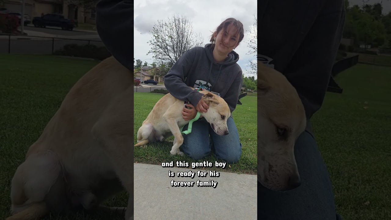 Enlarge Nick, a ADOPTABLE mixed breed in Murrieta, CA video 5/5