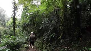 VIDEO 360: Entra en la selva que creó un solo hombre con 50.000 árboles