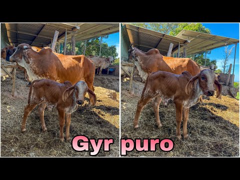 😱🐄How beautiful the purebred Gyr calf is becoming! 😱🐄