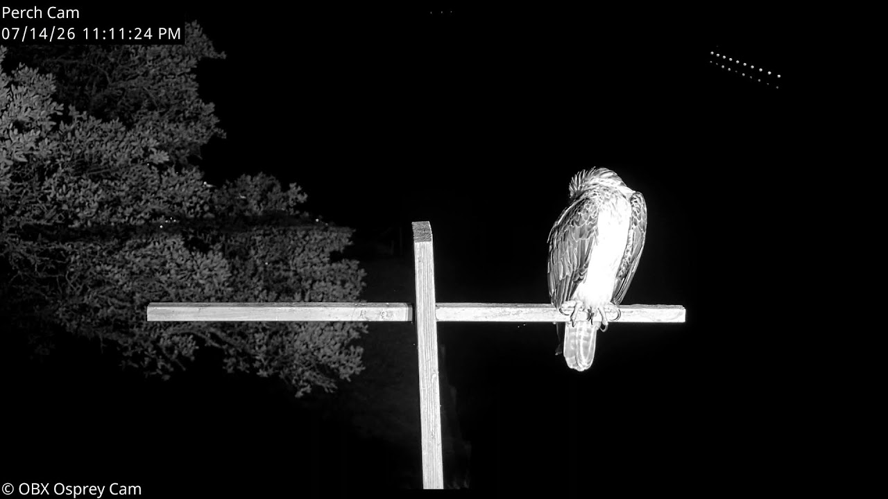 Live webcam view of OBX Osprey Perch Cam