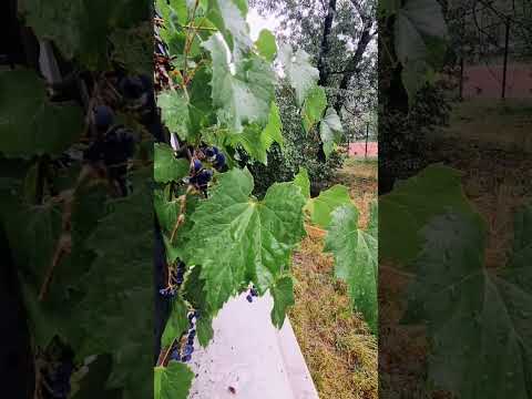 Wet bunch of grapes #4kvideo #asmr #relax