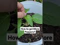 Produce More Peppers - Prune Peppers- Get More Peppers- Grow More Peppers- Pepper Plant Care #shorts