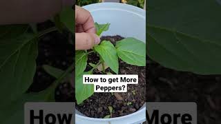 Download lagu Produce More Peppers - Prune Peppers- Get More Peppers- Grow More Peppers- Pepper Plant Care #shorts mp3
