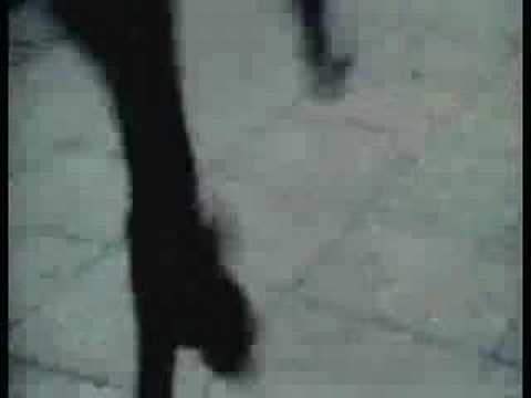 The Snake The Tiger The Crane