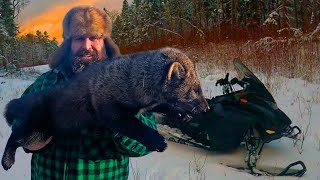 Fisher in the Snow - North Maine Woods Trapline