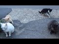 Cats Mating Fail But She Was Pregnant And Refused To Him