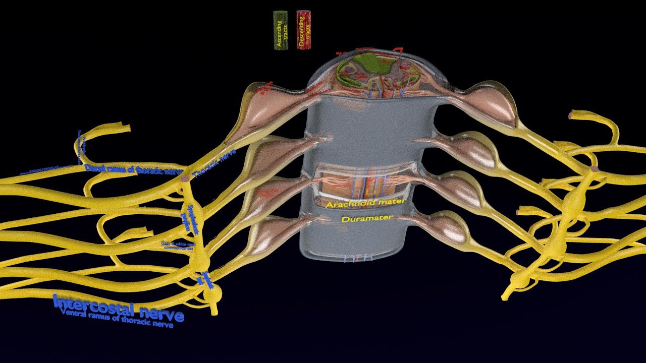 Spinal cord symphathetic intercostal nerve labelled detail 3D Model