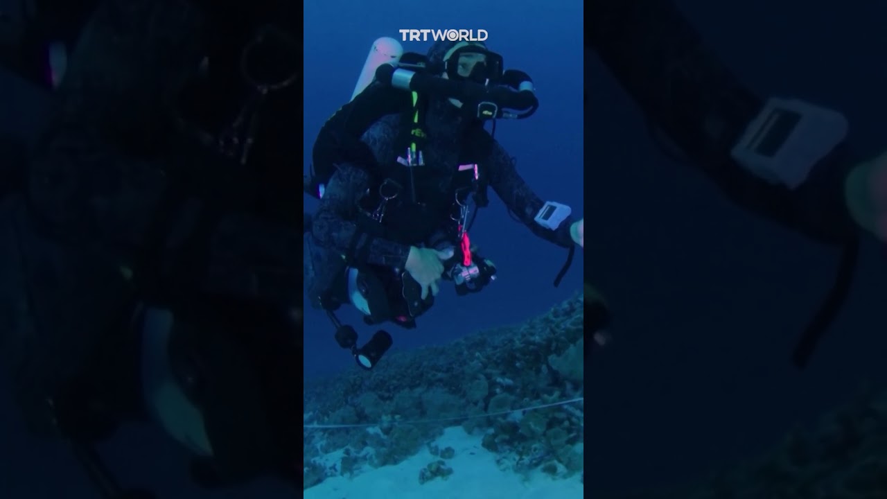 Scientists discover world's largest coral in Solomon Islands