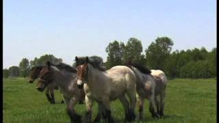 preview picture of video 'Belgian Draft Horses in Kontich'
